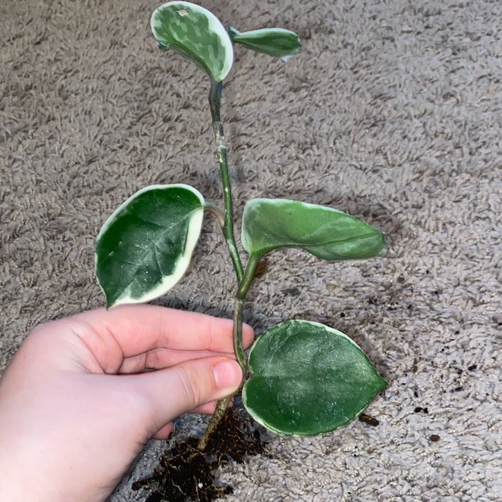 Hoya crimson queen plant
